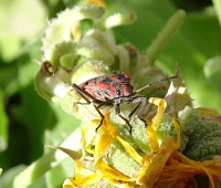 Punaise ecuyere - Lygaeus equestris(gendarme)(ph. Mrugala F., Lyon)(5)